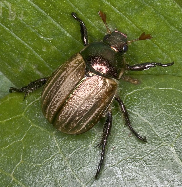 Phyllopertha horticola? Mimela junii